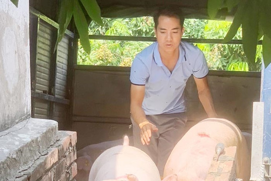 ​Trung tâm Khuyến nông tỉnh hỗ trợ chăn nuôi lợn sinh sản theo hướng an toàn sinh học